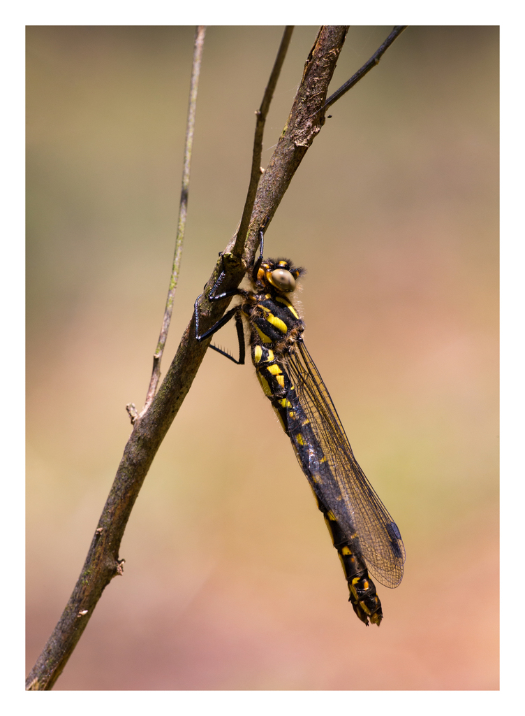 Relict Dragonflies