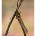 Relict Dragonflies - Photo (c) Christian Dutto, some rights reserved (CC BY-NC-ND)