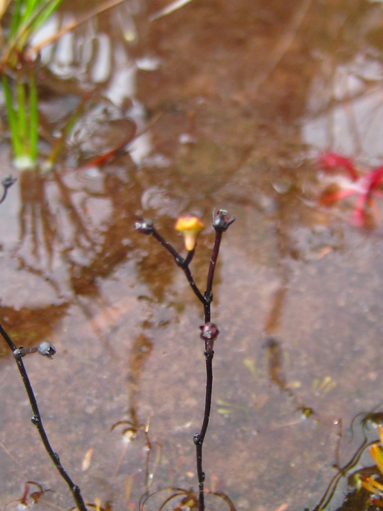 Genlisea nigrocaulis Steyerm. 2