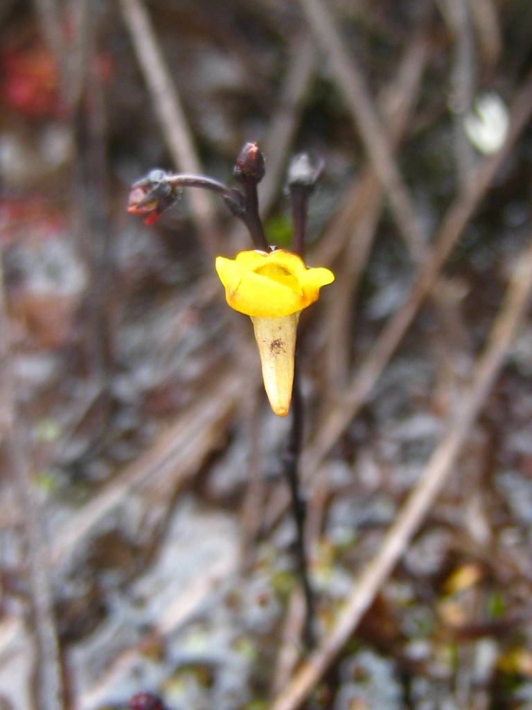 Genlisea nigrocaulis Steyerm.