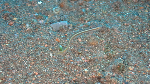 Gunnellichthys viridescens observed 2024-09-22