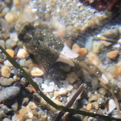 Clinocottus globiceps