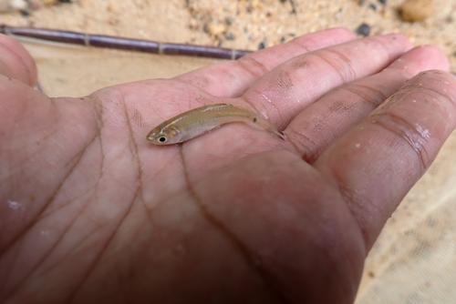 Common rasbora (Rasbora vulgaris) — Cyprinidae — 2
