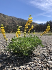 Lupinus densiflorus