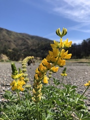 Lupinus densiflorus