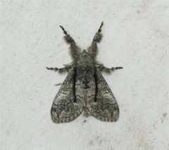 Dasychira obliquata