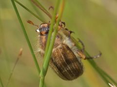 Amphimallon solstitiale