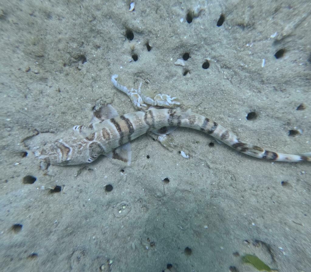 Tiger catshark (Halaelurus natalensis) — Scyliorhinidae