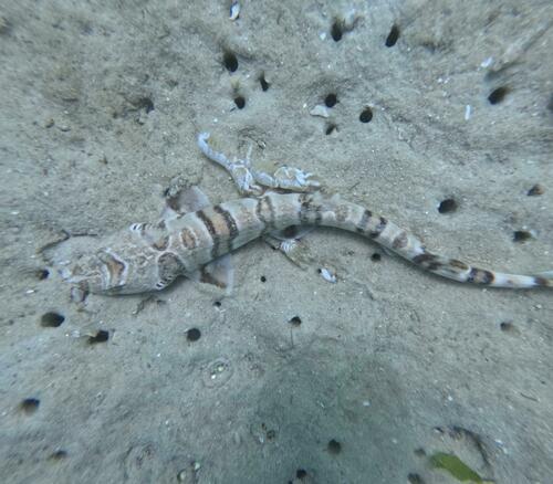 Tiger catshark (Halaelurus natalensis) — Scyliorhinidae