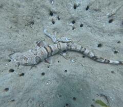 Tiger Catshark photo 3