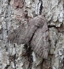 Catocala agrippina