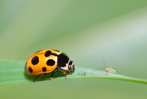 Notated Lady Beetle