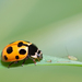 Notated Lady Beetle - Photo (c) Gilles San Martin, some rights reserved (CC BY-SA)