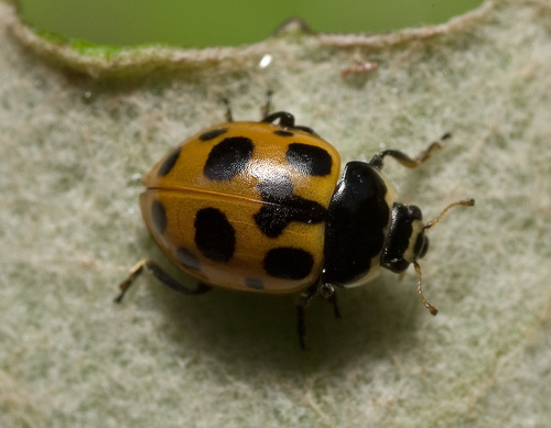 Notated Lady Beetle