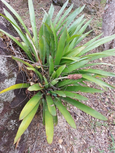 Aechmea vanhoutteana (Aechmea vanhoutteana)