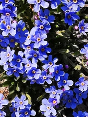 Eritrichium sericeum