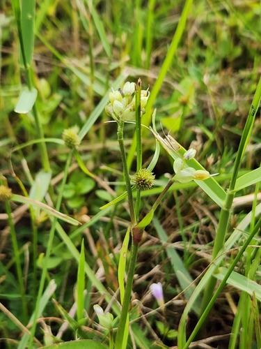 Murdannia loriformis (Murdannia loriformis)
