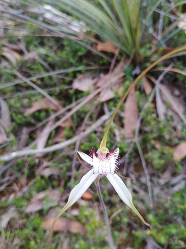 Image of Caladenia venusta by no rights reserved