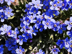 Eritrichium sericeum