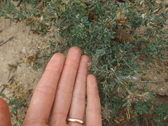 Frankenia salina