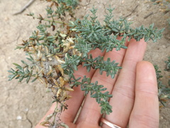 Frankenia salina
