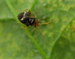 Halticus luteicollis