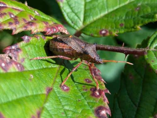 Picromerus bidens