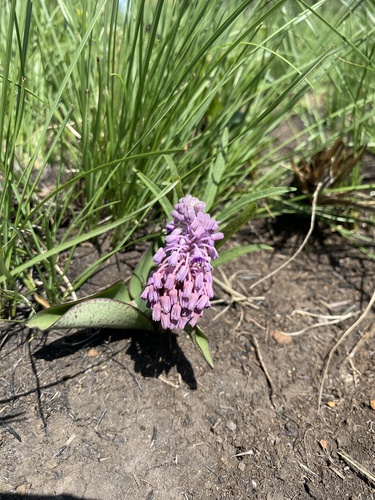 Image of Ledebouria sandersonii by (c) Sunčana Bradley, some rights reserved (CC BY)