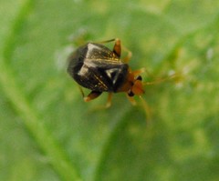 Halticus luteicollis