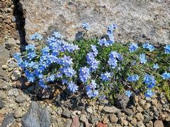 Eritrichium sericeum