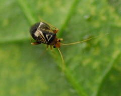 Halticus luteicollis
