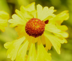 (c) hr_dragonfly, some rights reserved (CC BY) Helenium campestre, photograph (c) hr_dragonfly, some rights reserved (CC BY)