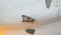 Dasylophia thyatiroides