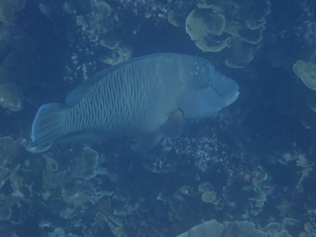 Humphead wrasse swimming along a reef in Palau