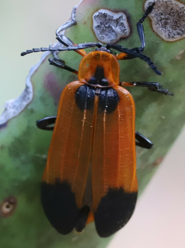 Lycus scapularis