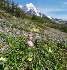 Erigeron thunbergii