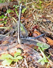 Dromogomphus spinosus