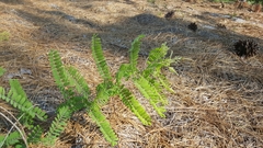 Amorpha herbacea herbacea