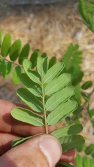 Amorpha herbacea herbacea