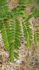 Amorpha herbacea herbacea