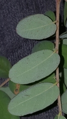 Amorpha herbacea herbacea
