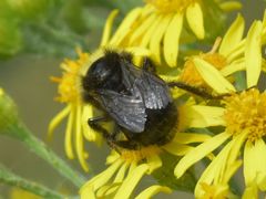 Bombus pratorum