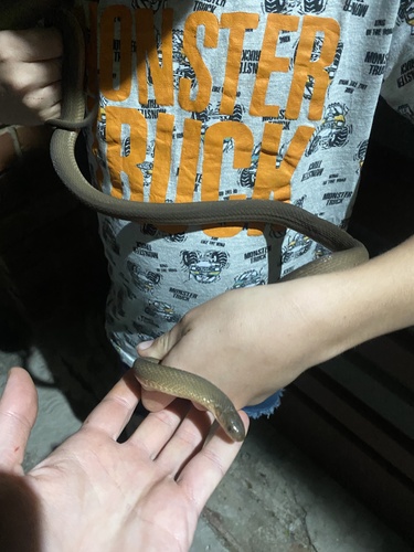 Southern Brown Egg Eater