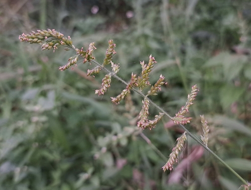 Setaria barbata observed 2024-10-13