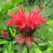 Scarlet Beebalm - Photo (c) Shihmei Barger 舒詩玫, some rights reserved (CC BY-NC-ND)