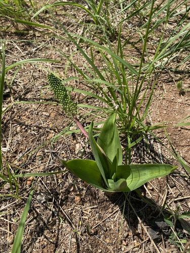 Ledebouria zebrina