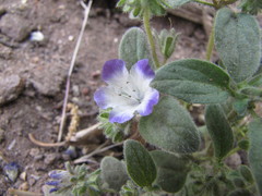 Phacelia davidsonii