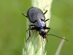 Agonum placidum