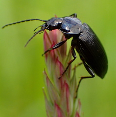 Agonum placidum
