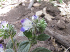Phacelia davidsonii